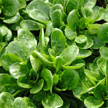 Corn Salad 50+ Seeds