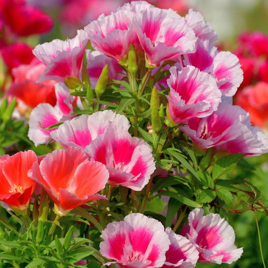 Godetia Mix 50+ Seeds