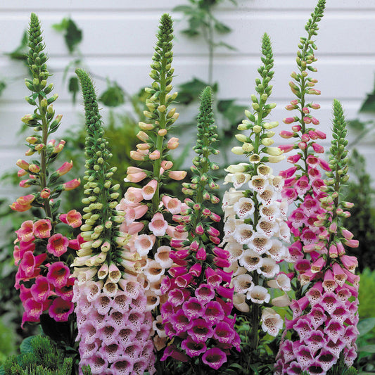 Foxg Love 100+ Seeds