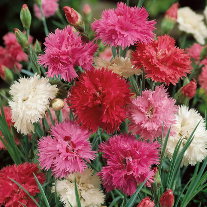 Dianthus Double 30+ Seeds