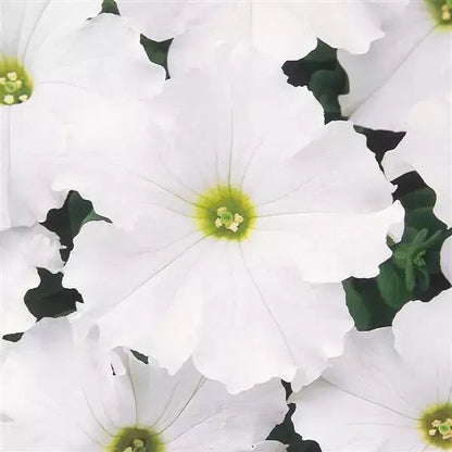 F1 Ptunia Grandiflora White 50+ Seeds