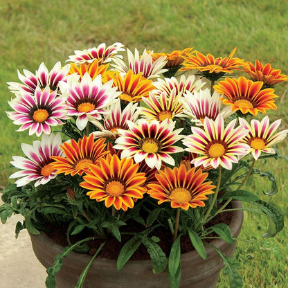 Gazania Sunshine 20+ Seeds