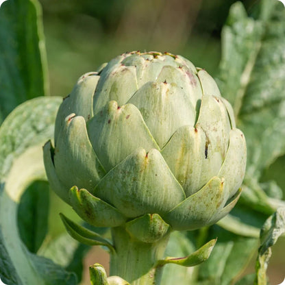 Artichoke 10 Seeds