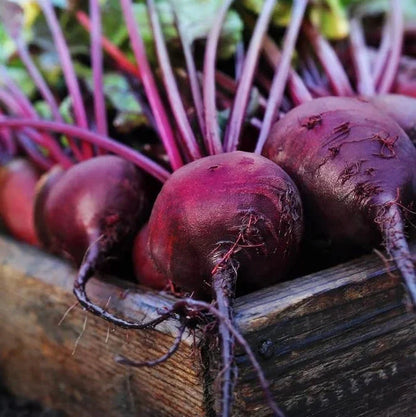 Beet Root 70+ Seeds