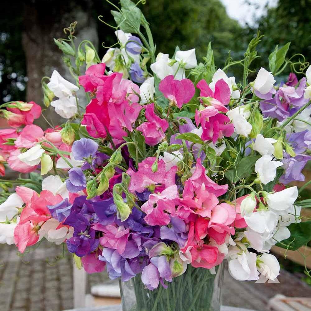 Sweet Peas Mamoth 15 Seeds