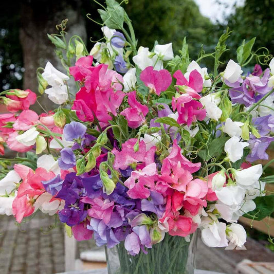 Sweet Peas Mamoth 15 Seeds