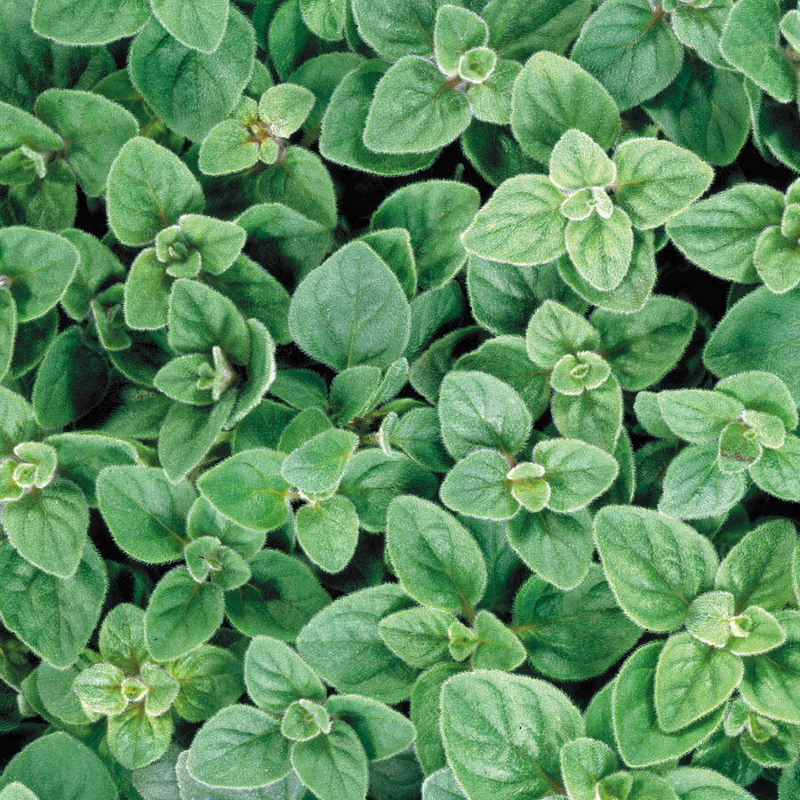 Greek Oregano 50+ Seeds
