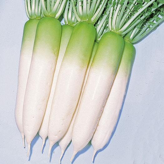Green neck Radish 100+ Seeds