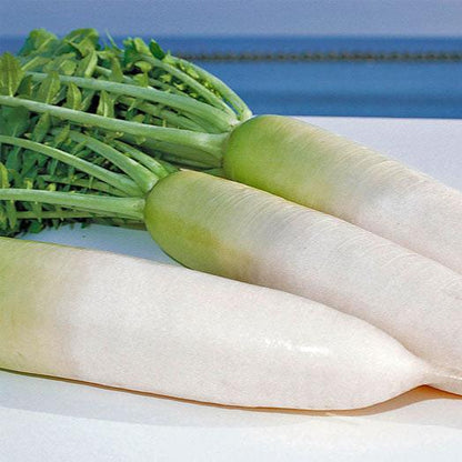 Green neck Radish 100+ Seeds