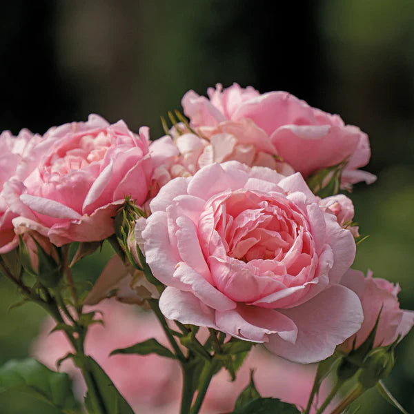 Pink Rose 15 Seeds
