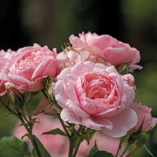 Pink Rose 15 Seeds