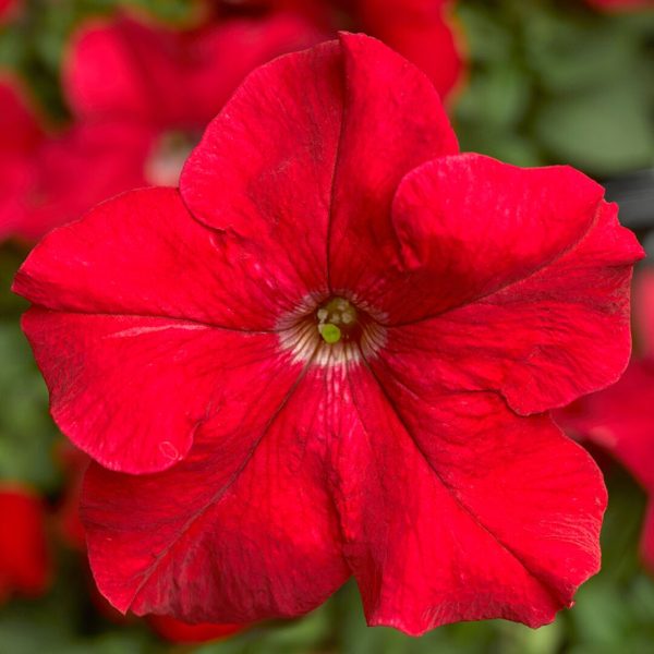 F1 Ptunia Grandiflora Red 50+ Seeds