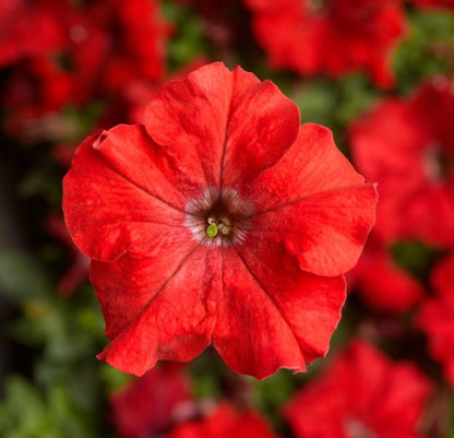 F1 Ptunia Grandiflora Red 50+ Seeds