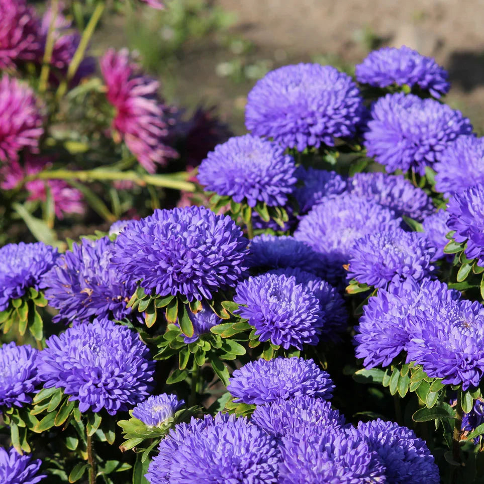 Aster Poeny Blue 30+ Seeds