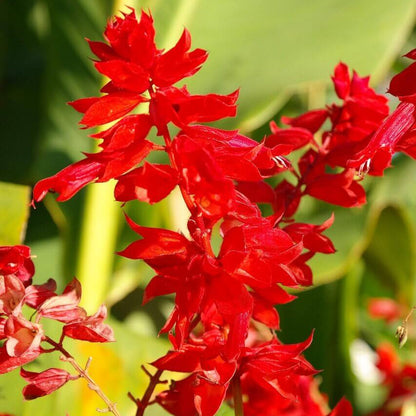 Salvia Red Fire 30+ Seeds