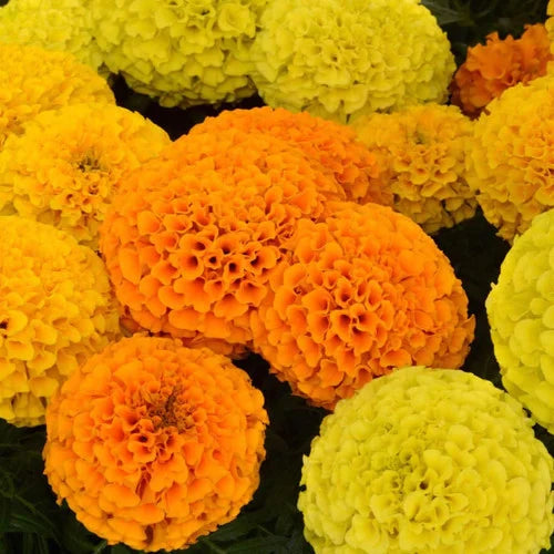 F2 African Marigold Maximax 20+ Seeds
