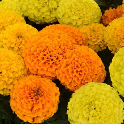 F2 African Marigold Maximax 20+ Seeds