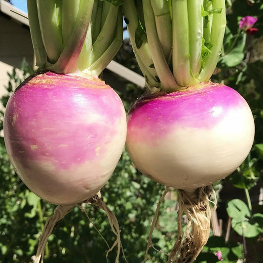 Turnip 500+ Seeds