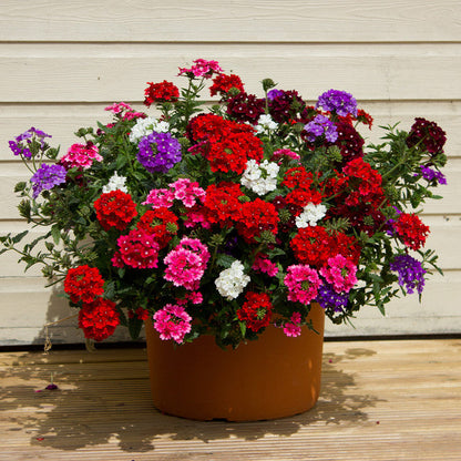 Verbina Mix 30+ Seeds