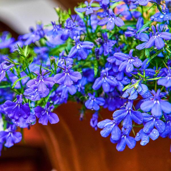 Lobela Sapphire 100+ Seeds
