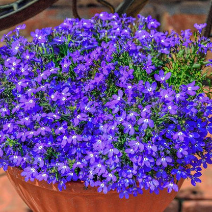 Lobela Sapphire 100+ Seeds