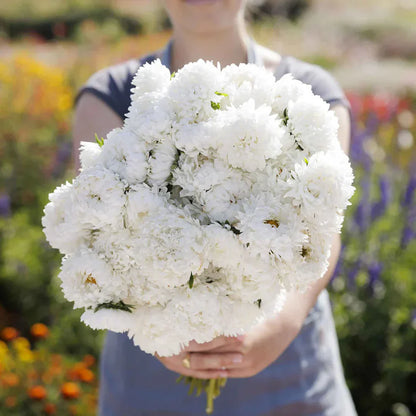 Aster Poeny White 30+ Seeds