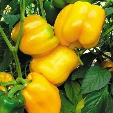Yellow Capsicum (ییلو شملہ) 10 Seeds