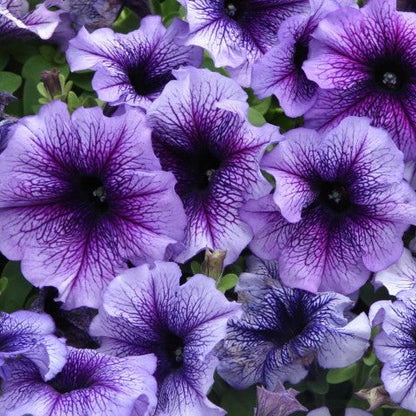 F1 Ptunia Blue Veined 50+ Seeds