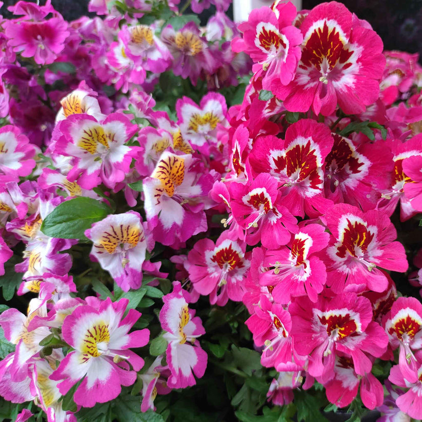 Butterfly Flower 100+ Seeds