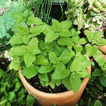 Lemon Balm 50+ Seeds