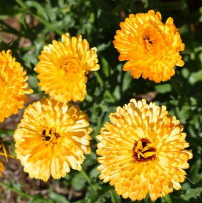 Calendula Apricot 20+ Seeds