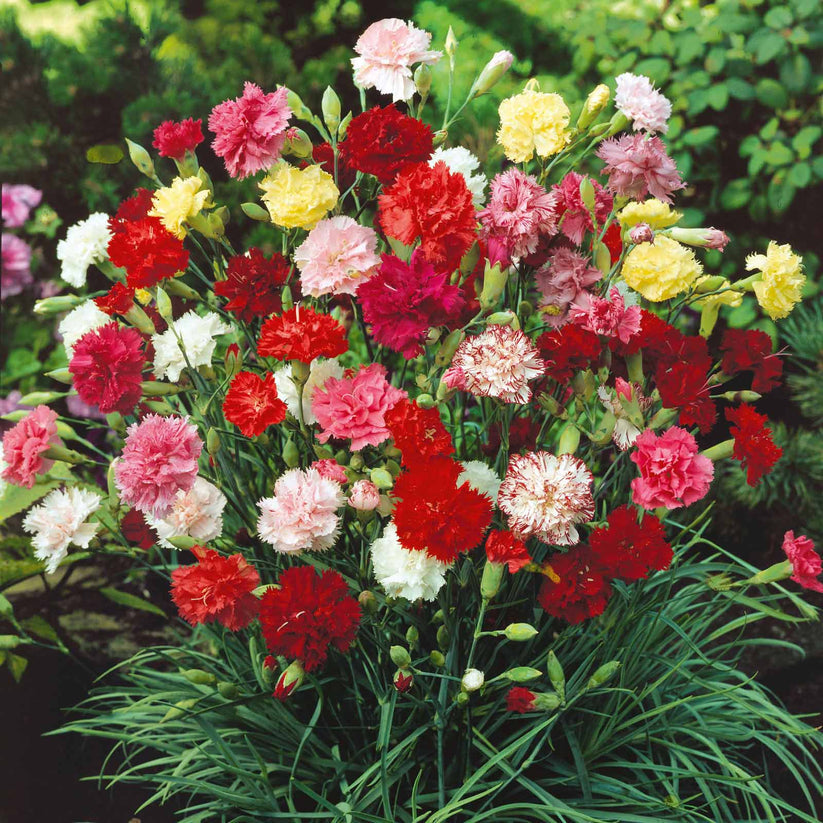 Carnation Chabaud 20+ Seeds