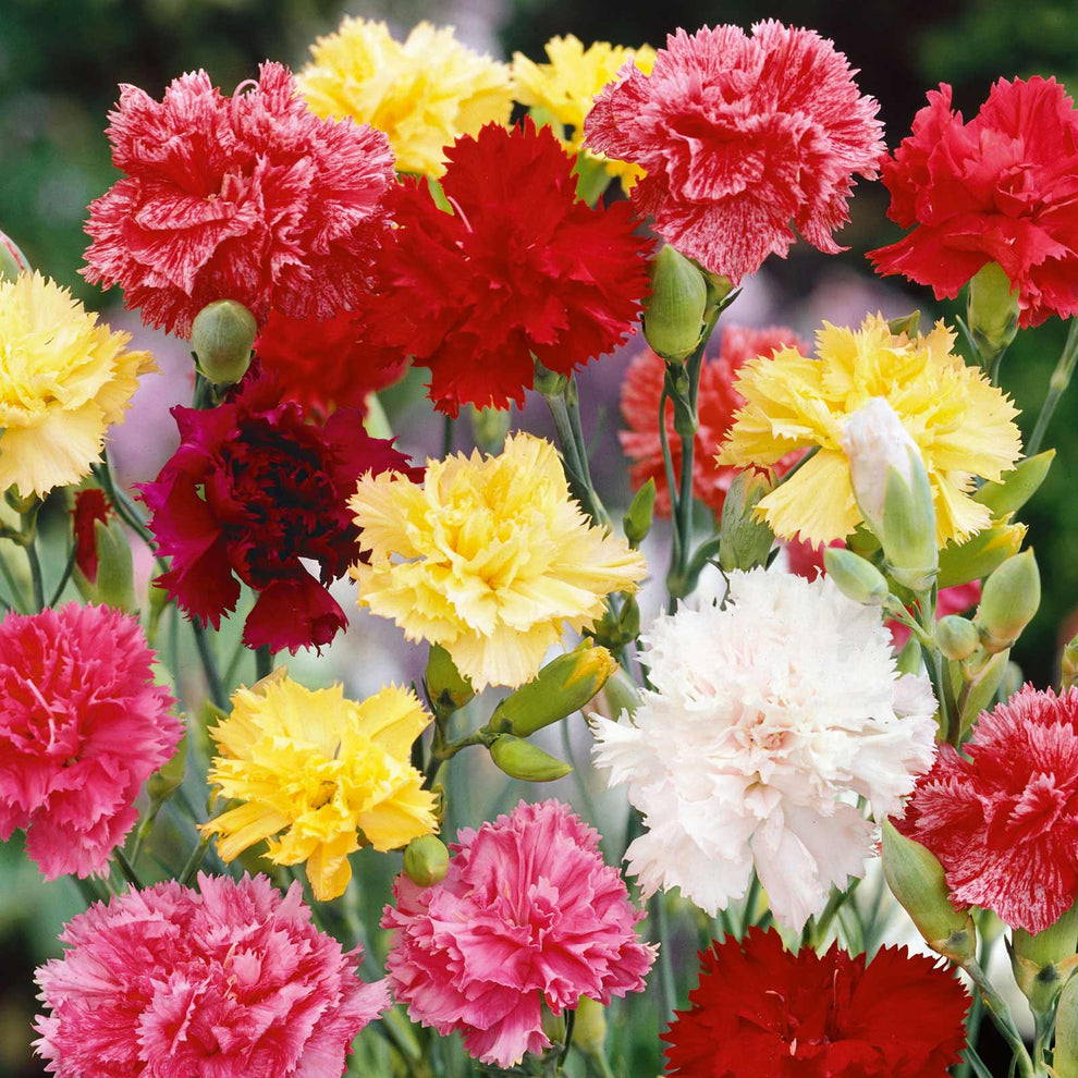 Carnation Chabaud 20+ Seeds