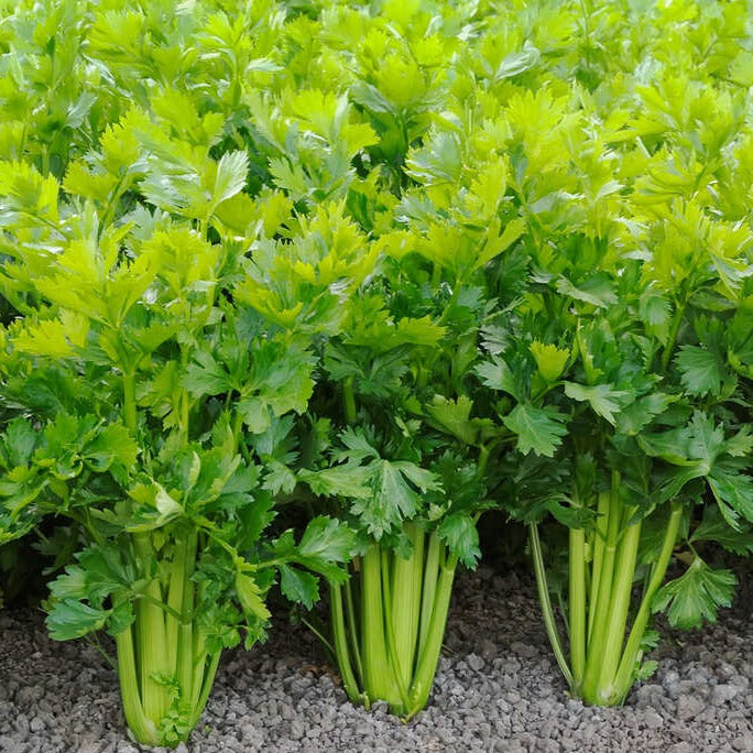Leaf celery 100++ Seeds