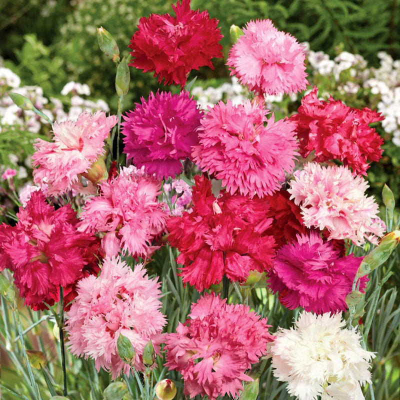 Dianthus Double 30+ Seeds