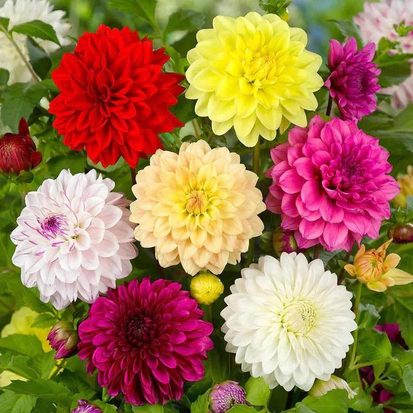 Dahlia double Mix 20+ Seeds