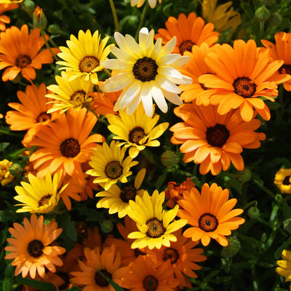African Daisy 30+ Seeds