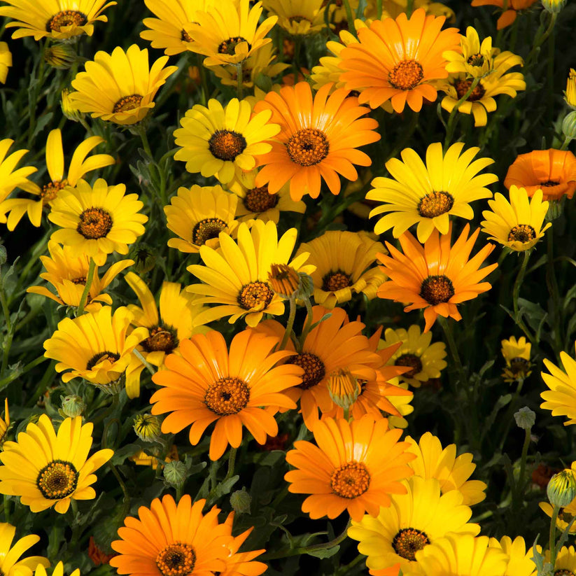 African Daisy 30+ Seeds