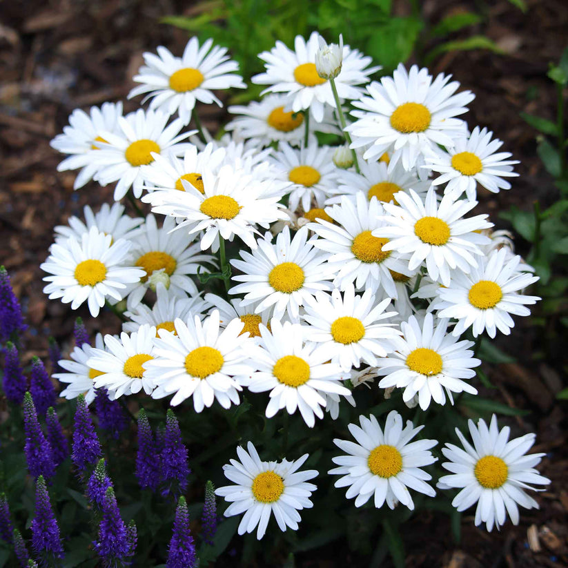 Shasta Daisy 30+ Seeds