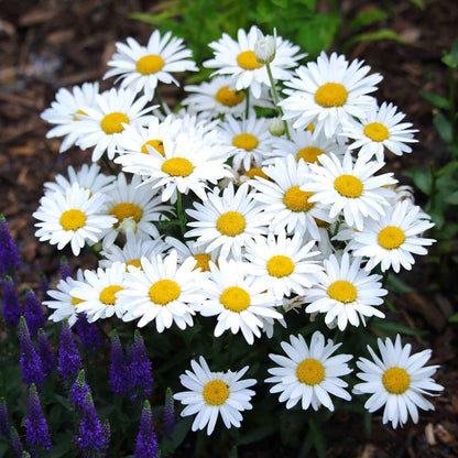 Shasta Daisy 30+ Seeds