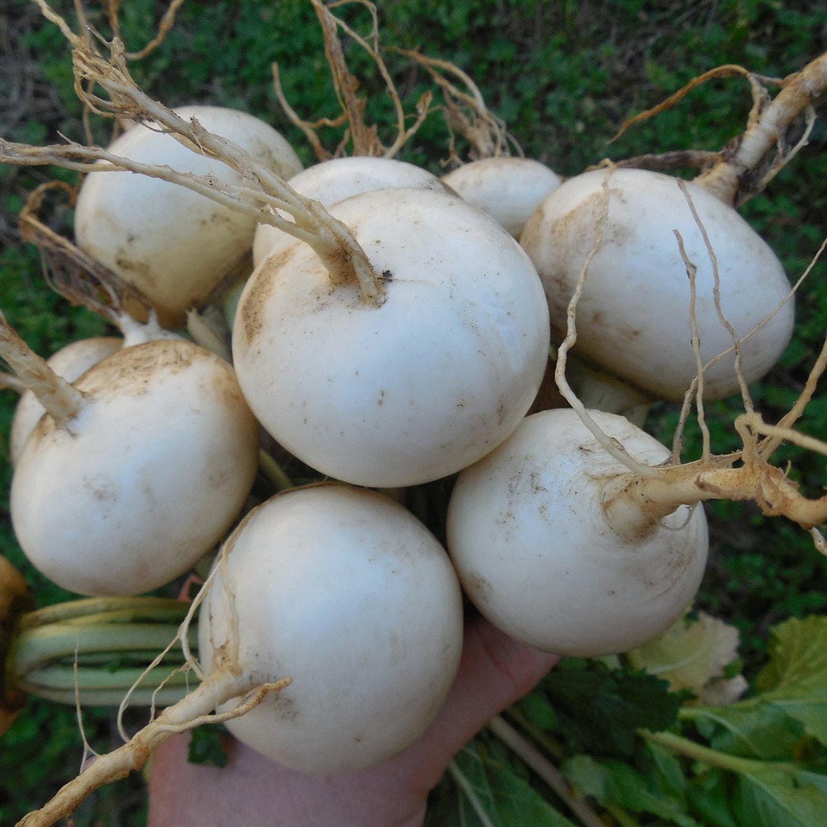 White Turnip 30+ Seeds