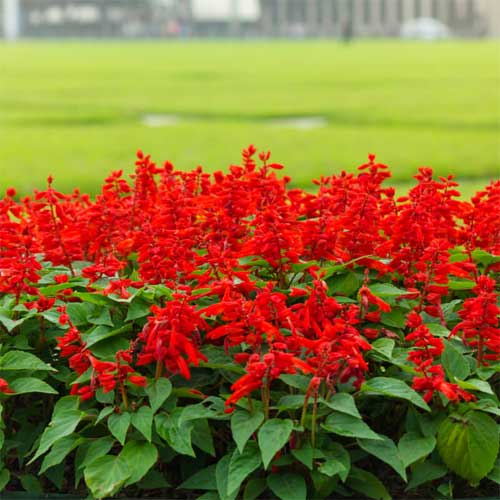Salvia Red Fire 30+ Seeds