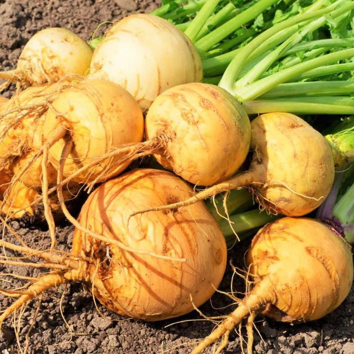 Golden Turnip 200+ Seeds