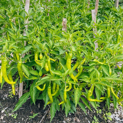 F1 Hybrid Green Chili (سبز مرچ) 20 Seeds