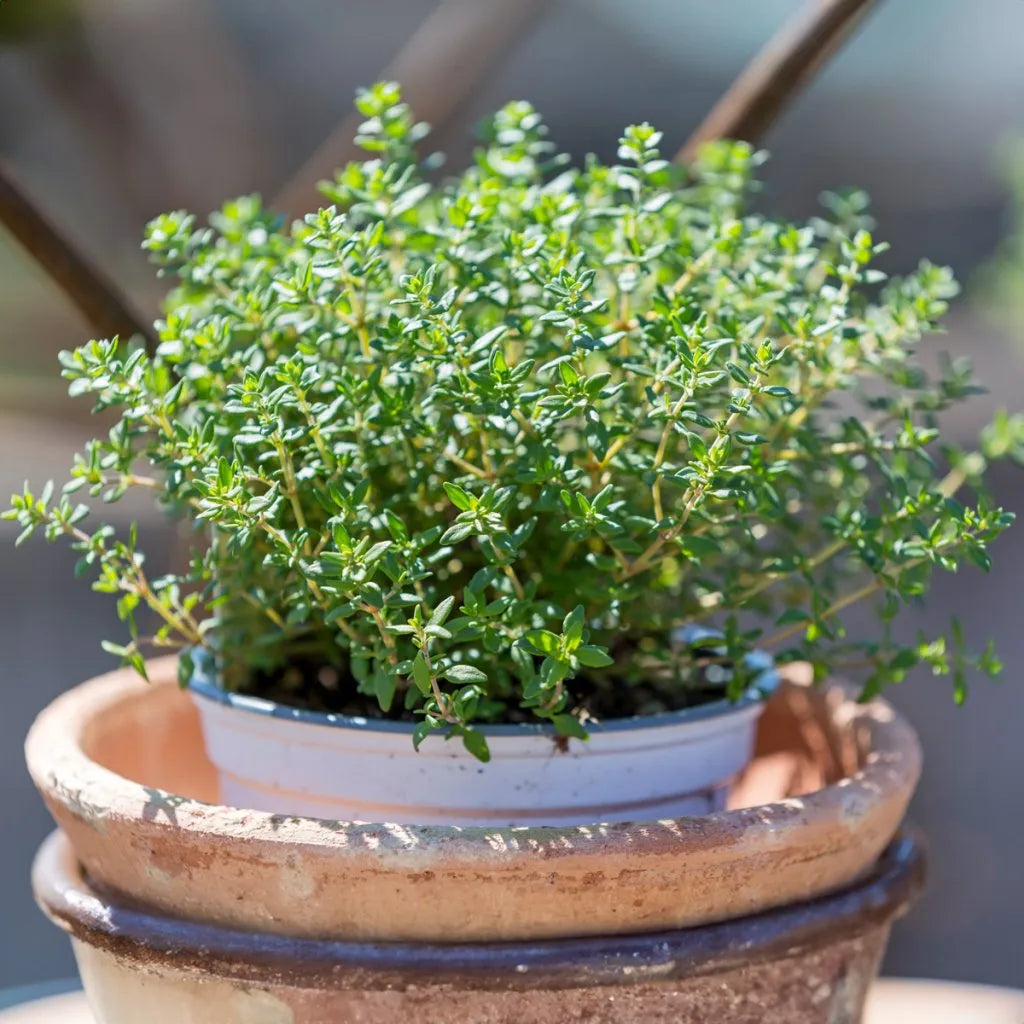 Winter Thyme 50+ Seeds