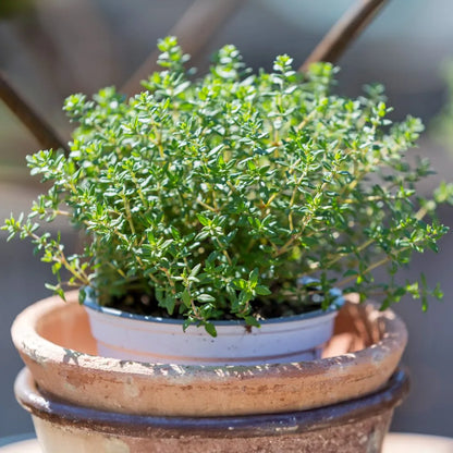 Winter Thyme 50+ Seeds