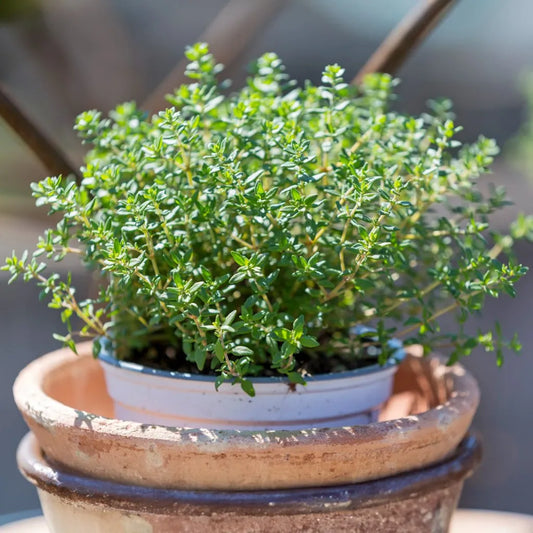 Winter Thyme 50+ Seeds