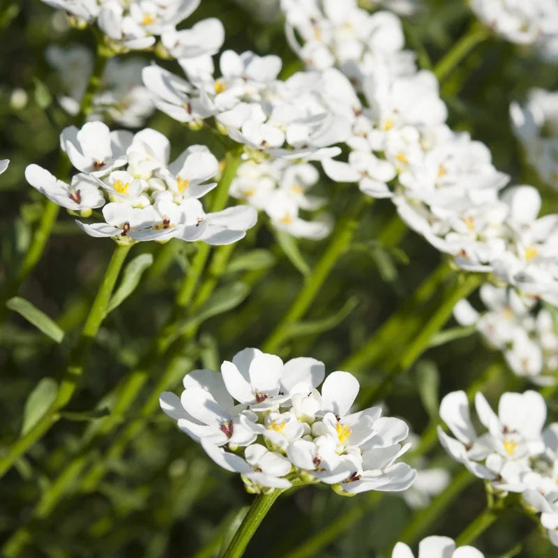 Candytuft white Mix 30+ Seeds