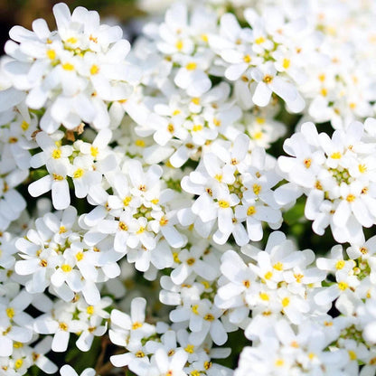 Candytuft white Mix 30+ Seeds