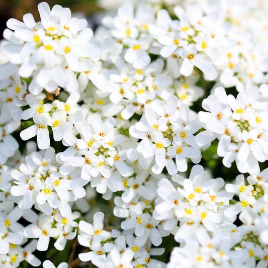 Candytuft white Mix 30+ Seeds